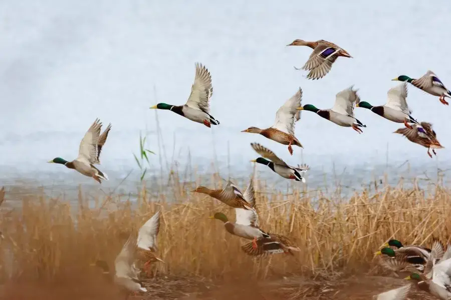 ¿Cómo se llama un grupo de patos? (balsa, equipo, flota y más)