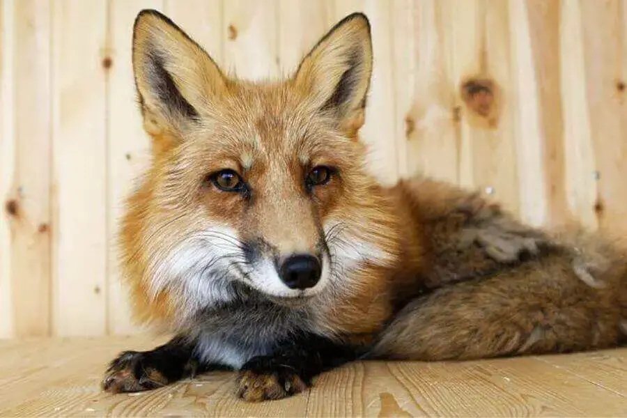 Precio del zorro mascota: ¿Cuánto cuesta un zorro?