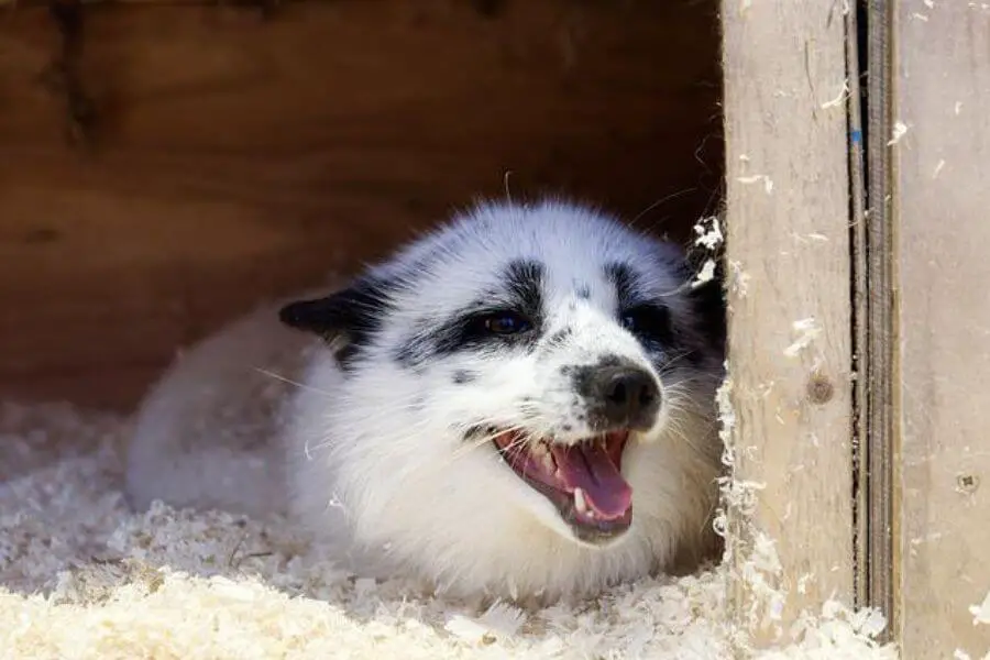 Precio del zorro mascota: ¿Cuánto cuesta un zorro?