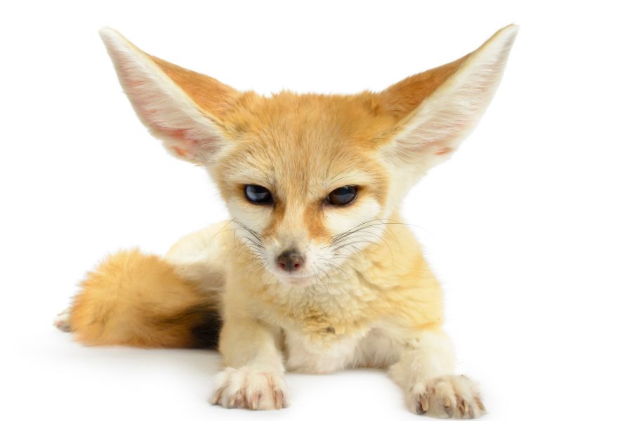Precio del zorro mascota: ¿Cuánto cuesta un zorro?