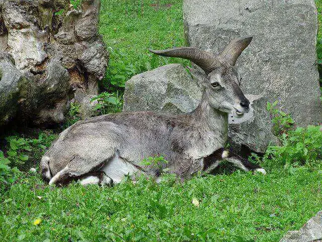 20 asombrosos animales que saltan (longitud de salto e imágenes)