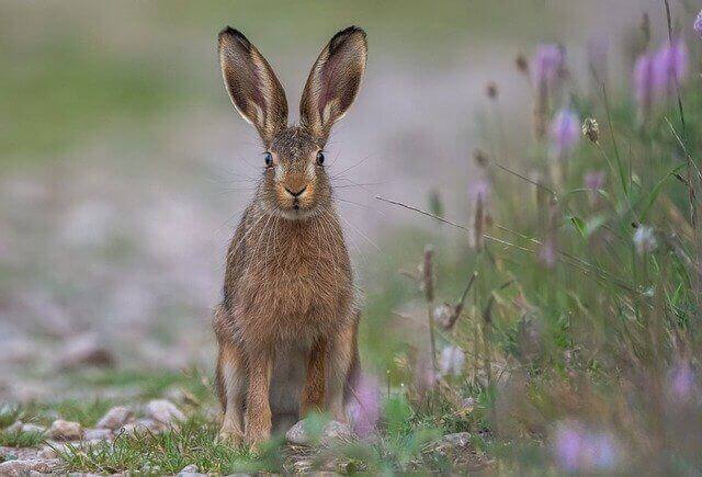 20 asombrosos animales que saltan (longitud de salto e imágenes)