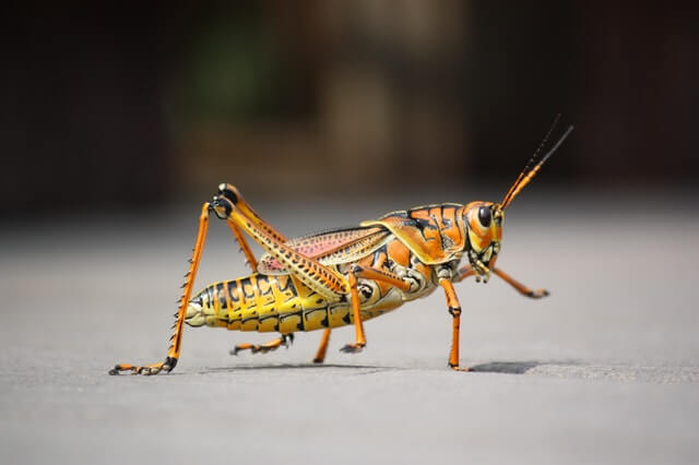 20 asombrosos animales que saltan (longitud de salto e imágenes)