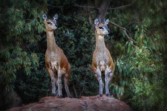 20 asombrosos animales que saltan (longitud de salto e imágenes)