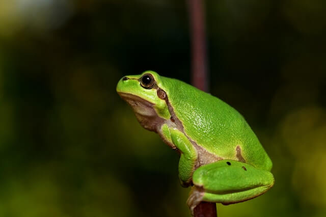 20 asombrosos animales que saltan (longitud de salto e imágenes)