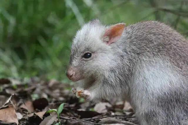 20 asombrosos animales que saltan (longitud de salto e imágenes)