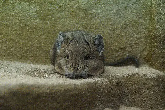 20 asombrosos animales que saltan (longitud de salto e imágenes)
