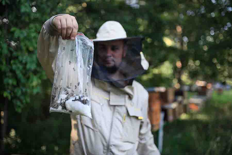 ¿Por qué los apicultores usan humo para calmar a las abejas? Cómo funciona