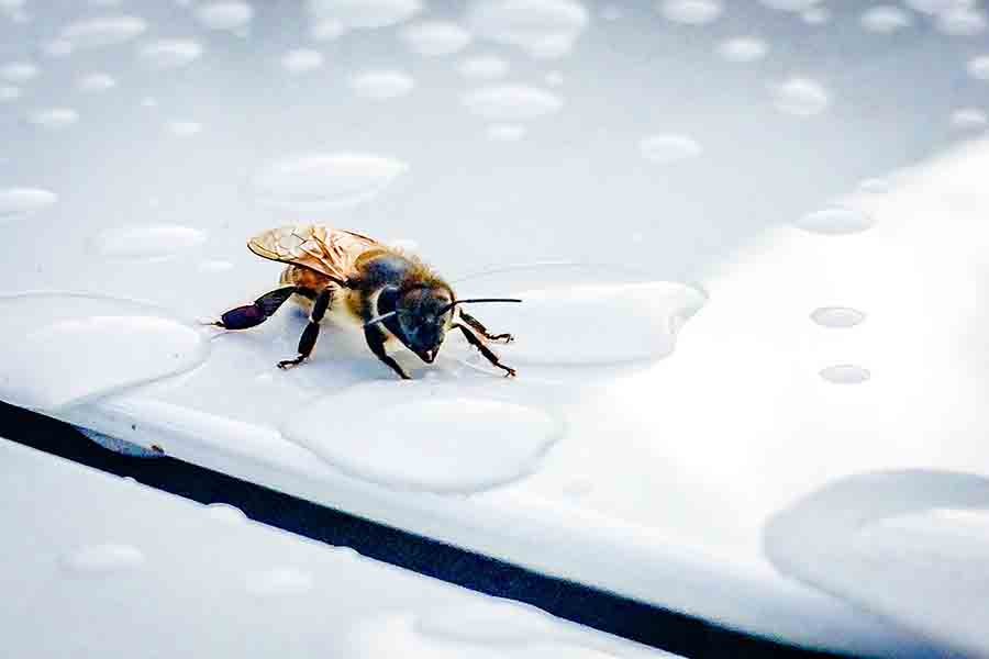 Cómo matar abejas con agua jabonosa (guía paso a paso)