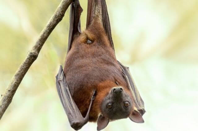 Los 7 animales más grandes de Australia (con fotos)