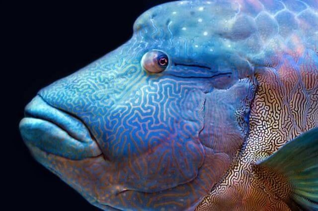 Los 7 animales más grandes de Australia (con fotos)