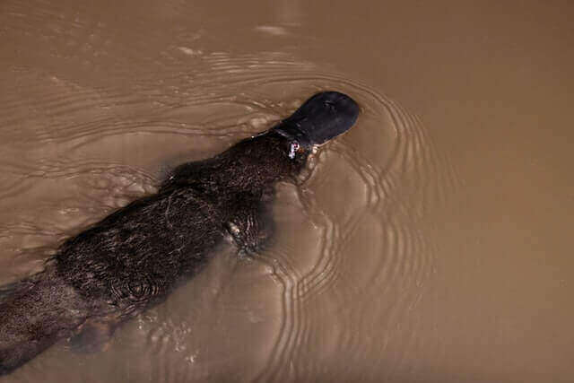 17 animales que viven en la tierra y el agua (con fotos) |