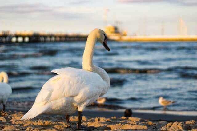 17 animales que viven en la tierra y el agua (con fotos) |