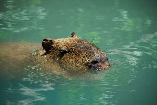 17 animales que viven en la tierra y el agua (con fotos) |