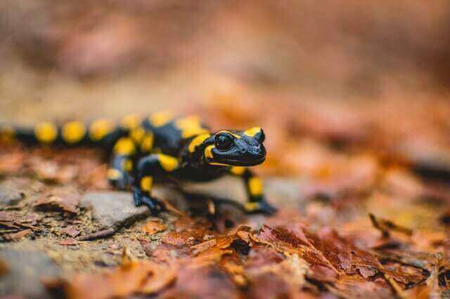 17 animales que viven en la tierra y el agua (con fotos) |