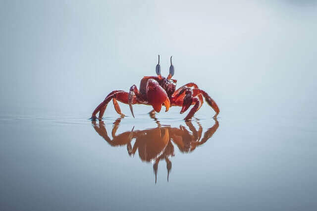 17 animales que viven en la tierra y el agua (con fotos) |