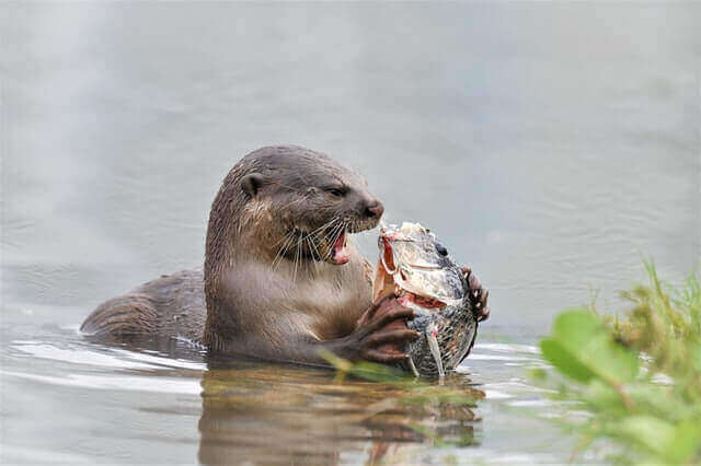 17 animales que viven en la tierra y el agua (con fotos) |