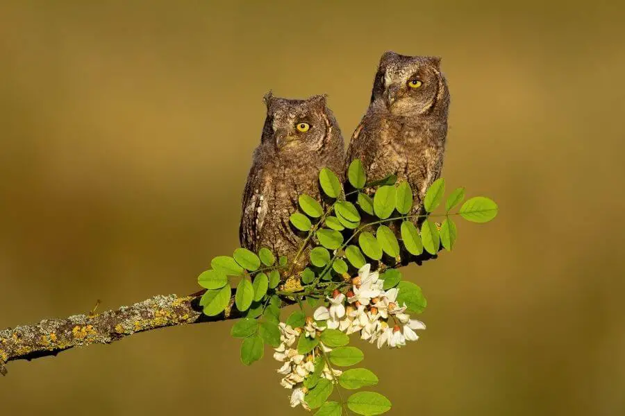 ¿Se puede tener un búho de mascota? (5 especies que pueden ser mascotas)
