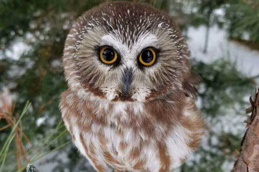 ¿Se puede tener un búho de mascota? (5 especies que pueden ser mascotas)