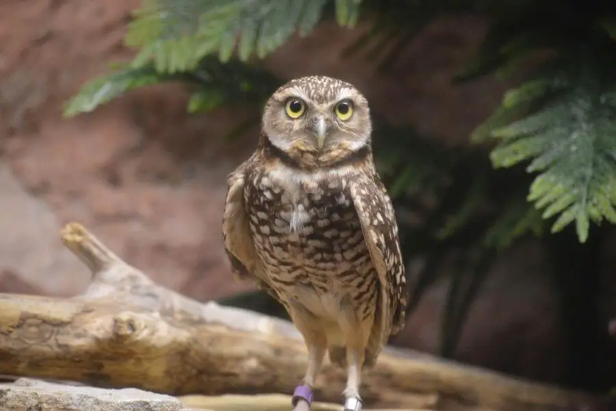 ¿Se puede tener un búho de mascota? (5 especies que pueden ser mascotas)