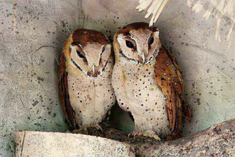 ¿Se puede tener un búho de mascota? (5 especies que pueden ser mascotas)