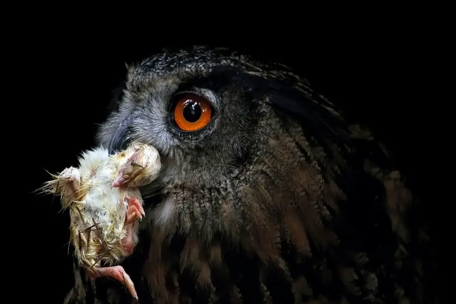 ¿Se puede tener un búho de mascota? (5 especies que pueden ser mascotas)