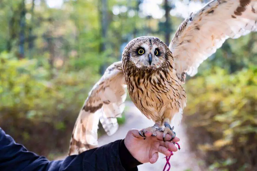 ¿Se puede tener un búho de mascota? (5 especies que pueden ser mascotas)