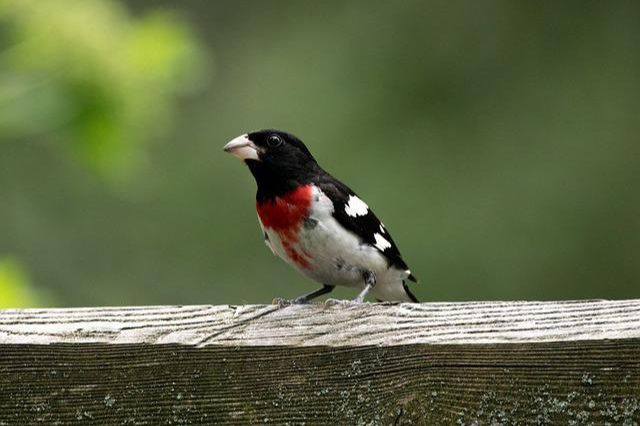 13 impresionantes pájaros negros y rojos (con fotos)