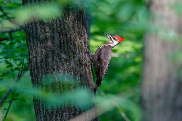 13 impresionantes pájaros negros y rojos (con fotos)