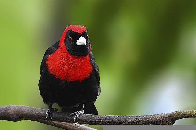 13 impresionantes pájaros negros y rojos (con fotos)