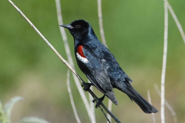 13 impresionantes pájaros negros y rojos (con fotos)