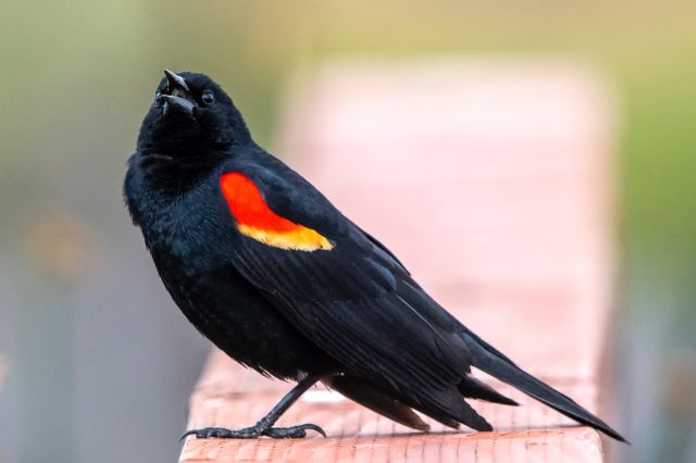 13 impresionantes pájaros negros y rojos (con fotos)