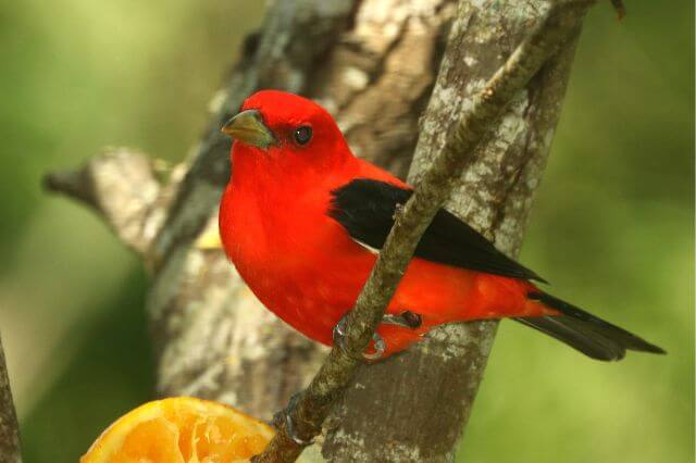 13 impresionantes pájaros negros y rojos (con fotos)
