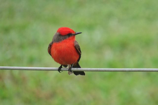 13 impresionantes pájaros negros y rojos (con fotos)