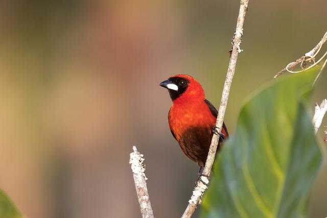 13 impresionantes pájaros negros y rojos (con fotos)