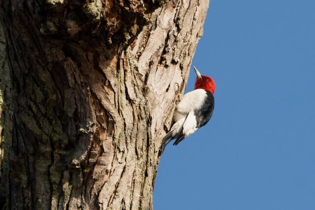 13 impresionantes pájaros negros y rojos (con fotos)