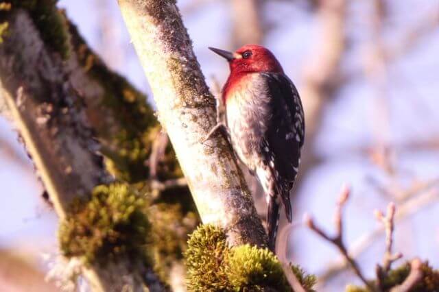 13 impresionantes pájaros negros y rojos (con fotos)