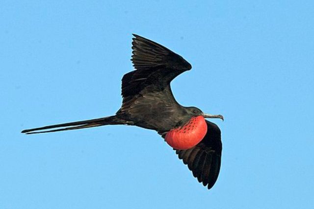 13 impresionantes pájaros negros y rojos (con fotos)