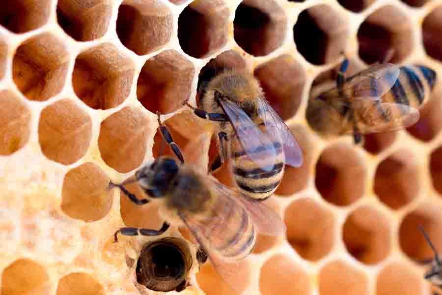 ¿Es el vómito de miel de abeja, la caca de abeja o la saliva de abeja?