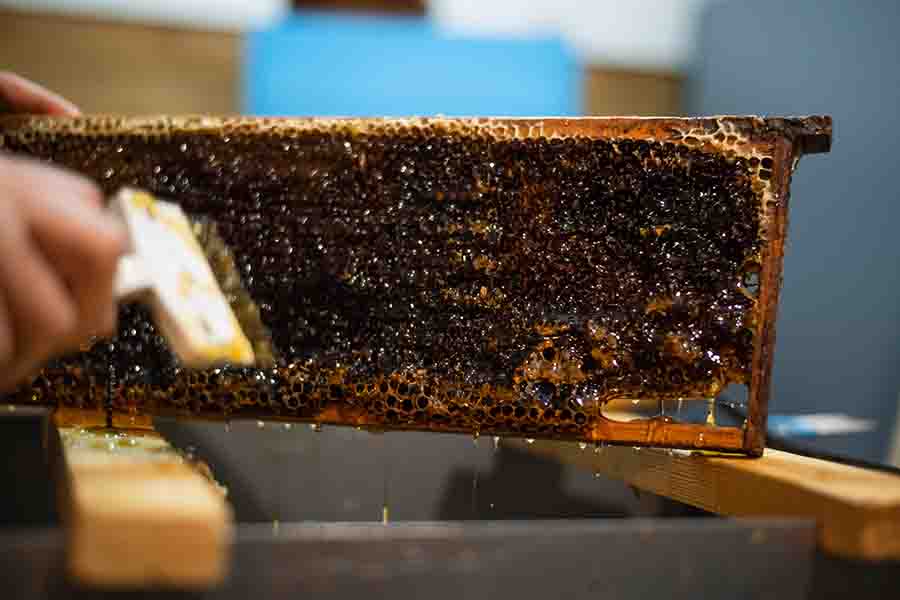 ¿Es el vómito de miel de abeja, la caca de abeja o la saliva de abeja?