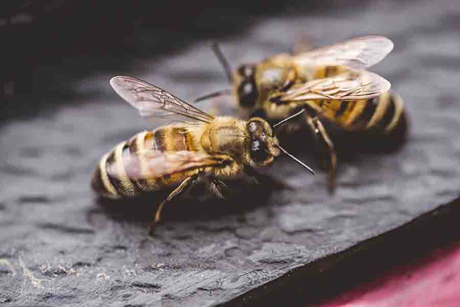 ¿Es el vómito de miel de abeja, la caca de abeja o la saliva de abeja?