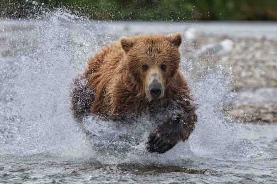 ¿Qué tan rápido puede correr un oso? (Lista de la velocidad máxima de 8 osos)
