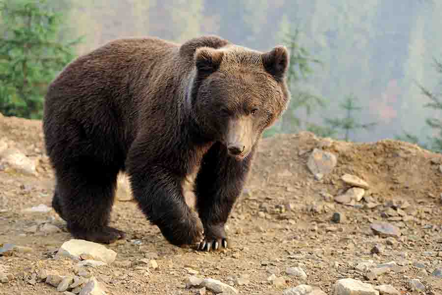 ¿Los osos comen humanos? (La verdad sobre los ataques de osos)