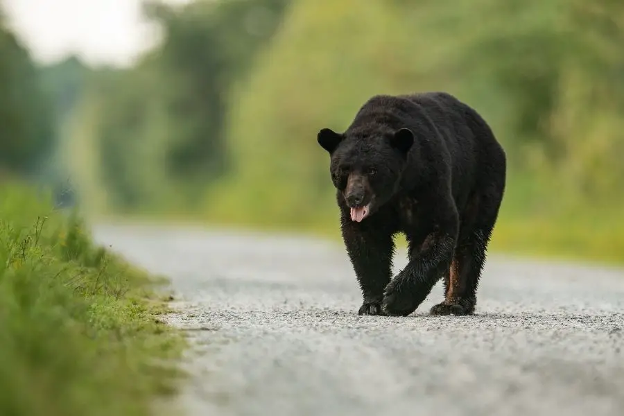 ¿Los osos comen humanos? (La verdad sobre los ataques de osos)