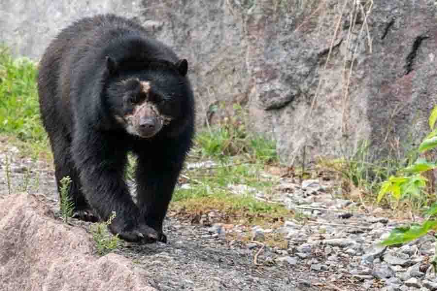 ¿Qué tan rápido puede correr un oso? (Lista de la velocidad máxima de 8 osos)