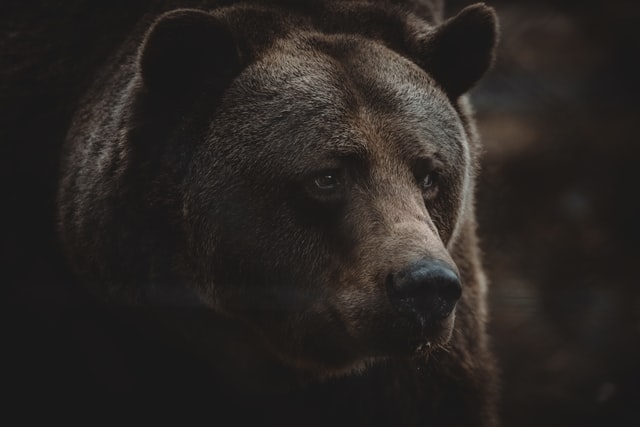 Lista de las 8 especies de osos más fuertes del mundo