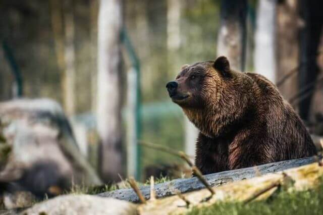 Lista de las 8 especies de osos más fuertes del mundo