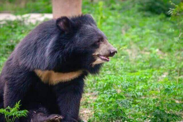 Lista de las 8 especies de osos más fuertes del mundo
