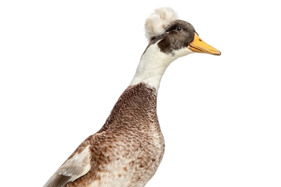 10 Razas De Patos Blancos Y Negros (Lista De Especies)
