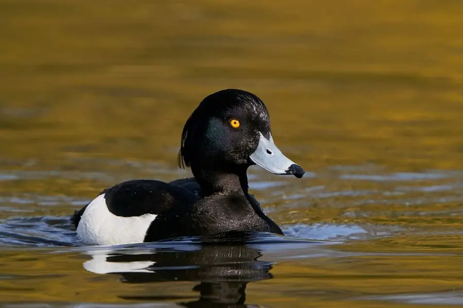 10 Razas De Patos Blancos Y Negros (Lista De Especies)